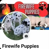 Longcoat Chihuahua Boy, a male Chihuahua for sale in Canton, TX – Photo 10 of 10