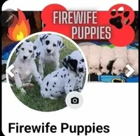 Longcoat Chihuahua Boy, a male Chihuahua for sale in Canton, TX – Photo 9 of 10