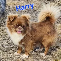 Longcoat Chihuahua Boy, a male Chihuahua for sale in Canton, TX – Photo 7 of 10