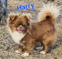 Longcoat Chihuahua Boy, a male Chihuahua for sale in Canton, TX – Photo 8 of 10