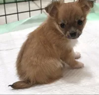 AKC Longcoat Chihuahua Girl , a female Chihuahua for sale in Canton, TX – 4 of 10