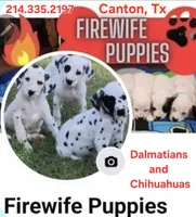 AKC LONGCOAT YELLOW BOY, a male Chihuahua for sale in Canton, TX – 8 of 9