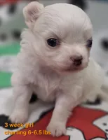 AKC Longcoat Thelma's Girl, a female Chihuahua for sale in Canton, TX – 2 of 10
