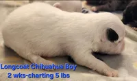 AKC Longcoat Chihuahua white boy, a male Chihuahua for sale in Canton, TX – Photo 2 of 10