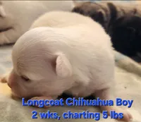 AKC Longcoat Chihuahua white boy, a male Chihuahua for sale in Canton, TX – Photo 4 of 10