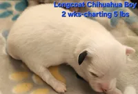 AKC Longcoat Chihuahua white boy, a male Chihuahua for sale in Canton, TX – Photo 6 of 10