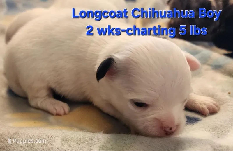 AKC Longcoat Chihuahua white boy – Chihuahua puppy for sale in Canton, TX