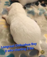 AKC Longcoat Chihuahua white boy, a male Chihuahua for sale in Canton, TX – Photo 5 of 10