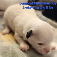 AKC Longcoat Chihuahua white boy, a male Chihuahua for sale in Canton, TX – Photo 3 of 10