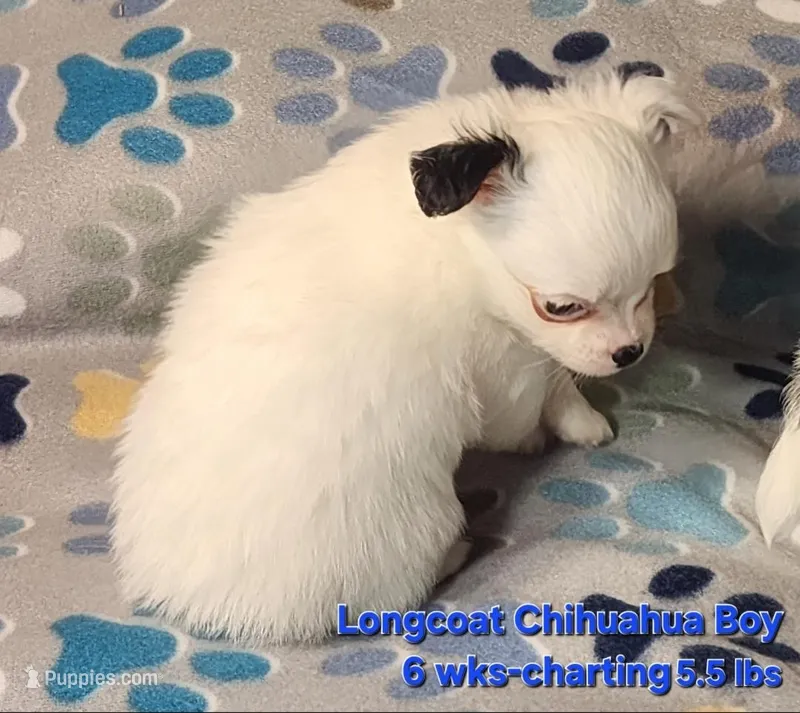 AKC Longcoat Chihuahua white boy – Chihuahua puppy for sale in Canton, TX