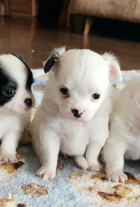 AKC Longcoat Chihuahua white boy – Chihuahua puppy for sale in Canton, TX