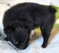 AKC Longcoat Chihuahua Boy , a male Chihuahua for sale in Canton, TX – 9 of 10