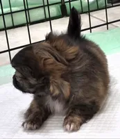 AKC Longcoat Chihuahua Girl , a female Chihuahua for sale in Canton, TX – 8 of 10