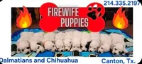 AKC LONGCOAT YELLOW BOY, a male Chihuahua for sale in Canton, TX – 9 of 9