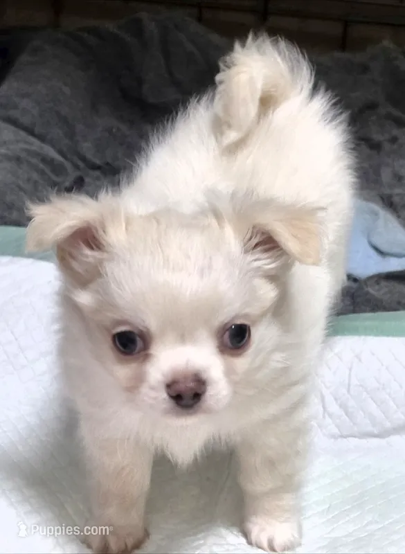 AKC Longcoat Chihuahua Boy – Chihuahua puppy for sale in Canton, TX