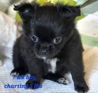 AKC Longcoat Chihuahua Boy , a male Chihuahua for sale in Canton, TX – 7 of 10