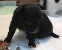 AKC Longcoat Chihuahua Girl , a female Chihuahua for sale in Canton, TX – 2 of 10