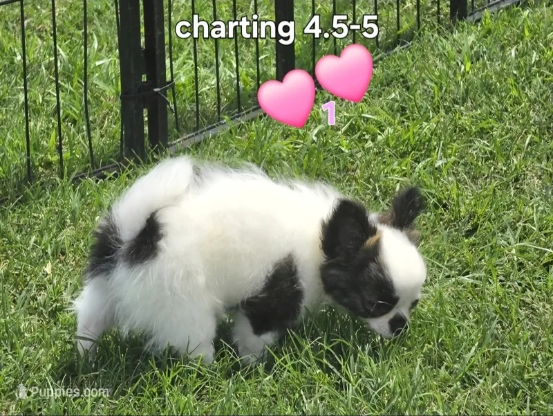 AKC Longcoat Girl Chihuahua  – Chihuahua puppy for sale in Canton, TX