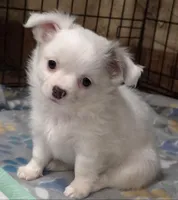 AKC Longcoat Chihuahua Girl , a female Chihuahua for sale in Canton, TX – 6 of 10