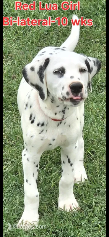 Dalmatian Red Girl, Lua – Dalmatian puppy for sale in Canton, TX