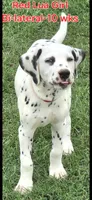 Dalmatian Red Girl, Lua, a female Dalmatian for sale in Canton, TX – 1 of 10