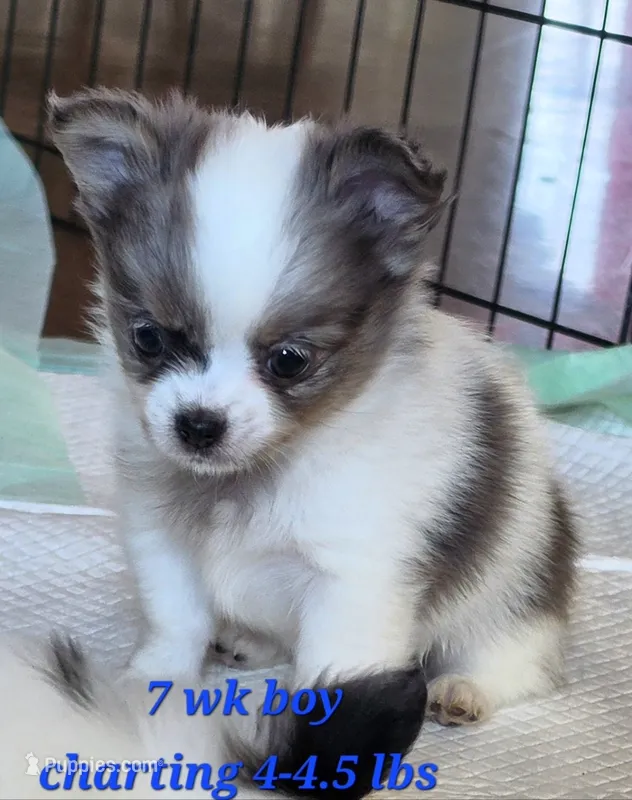 AKC Longcoat Boy  – Chihuahua puppy for sale in Canton, TX