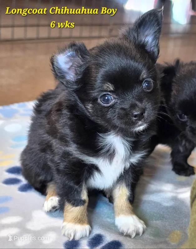 AKC LONGCOAT YELLOW BOY – Chihuahua puppy for sale in Canton, TX