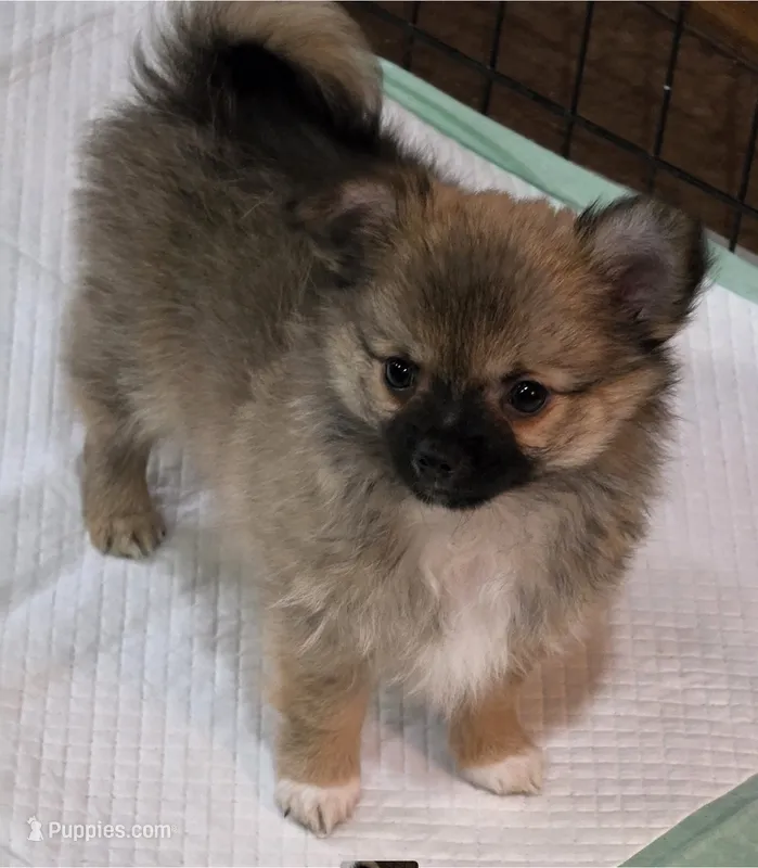 Akc Longcoat chihuahua boy  – Chihuahua puppy for sale in Canton, TX