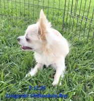 AKC Longcoat Chihuahua Boy, a male Chihuahua for sale in Canton, TX – 3 of 8