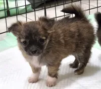 AKC Longcoat Chihuahua Girl , a female Chihuahua for sale in Canton, TX – 1 of 10