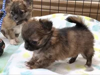 AKC Longcoat Chihuahua Girl , a female Chihuahua for sale in Canton, TX – 6 of 10