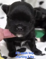 AKC Longcoat Chihuahua Blue Boy, a male Chihuahua for sale in Canton, TX – 9 of 9