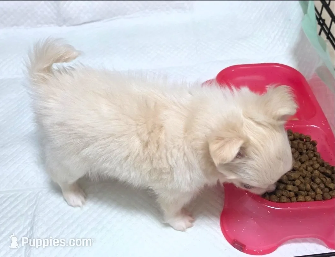 AKC Longcoat Chihuahua Boy, a male Chihuahua for sale in Canton, TX – 3 of 10