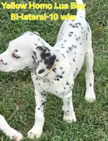 Dalmatian Yellow Boy, Lua, a male Dalmatian for sale in Canton, TX – 8 of 10