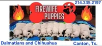 Dalmatian Yellow Boy, Lua, a male Dalmatian for sale in Canton, TX – 9 of 10