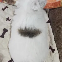 Thelma's Longcoat Boy 2, a male Chihuahua for sale in Canton, TX – Photo 9 of 10