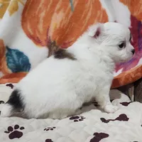 Thelma's Longcoat Boy 2, a male Chihuahua for sale in Canton, TX – Photo 7 of 10