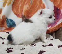 Thelma's Longcoat Boy 2, a male Chihuahua for sale in Canton, TX – Photo 7 of 10