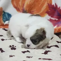 Thelma's Longcoat Boy 2, a male Chihuahua for sale in Canton, TX – Photo 2 of 10