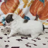 Thelma's Longcoat Boy 2, a male Chihuahua for sale in Canton, TX – Photo 8 of 10