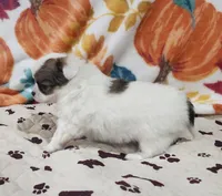 Thelma's Longcoat Boy 2, a male Chihuahua for sale in Canton, TX – Photo 8 of 10