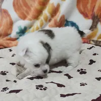 Thelma's Longcoat Boy 2, a male Chihuahua for sale in Canton, TX – Photo 5 of 10