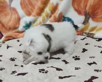 Thelma's Longcoat Boy 2, a male Chihuahua for sale in Canton, TX – Photo 5 of 10