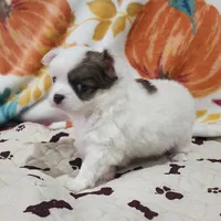 Thelma's Longcoat Boy 2, a male Chihuahua for sale in Canton, TX – Photo 10 of 10