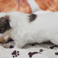 Thelma's Longcoat Boy 2, a male Chihuahua for sale in Canton, TX – Photo 4 of 10