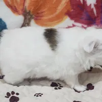 Thelma's Longcoat Boy 2, a male Chihuahua for sale in Canton, TX – Photo 6 of 10