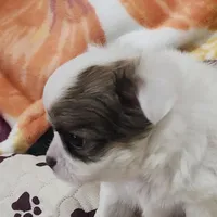 Thelma's Longcoat Boy 2, a male Chihuahua for sale in Canton, TX – Photo 3 of 10