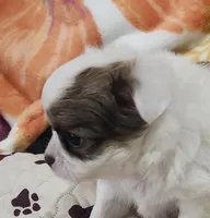 Thelma's Longcoat Boy 2, a male Chihuahua for sale in Canton, TX – Photo 3 of 10