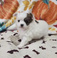 Thelma's Longcoat Boy 2, a male Chihuahua for sale in Canton, TX – Photo 1 of 10