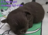 AKC LONGCOAT PURPLE GIRL , a female Chihuahua for sale in Canton, TX – 1 of 9